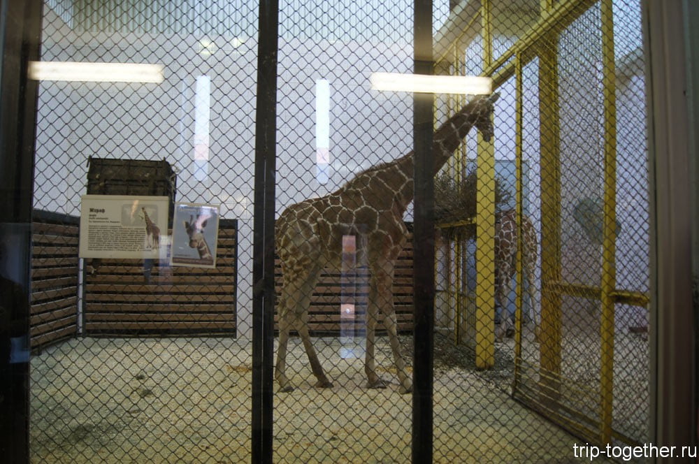 Зимний вольер жирафа в Ленинградском зоопарке