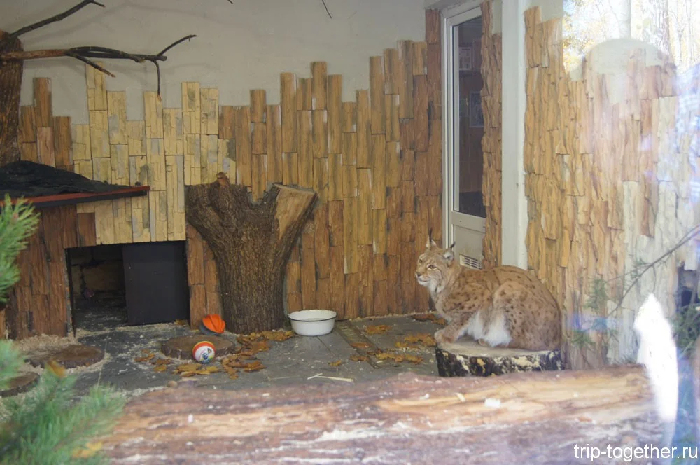 Обновленный вольер рыси в Ленинградском зоопарке