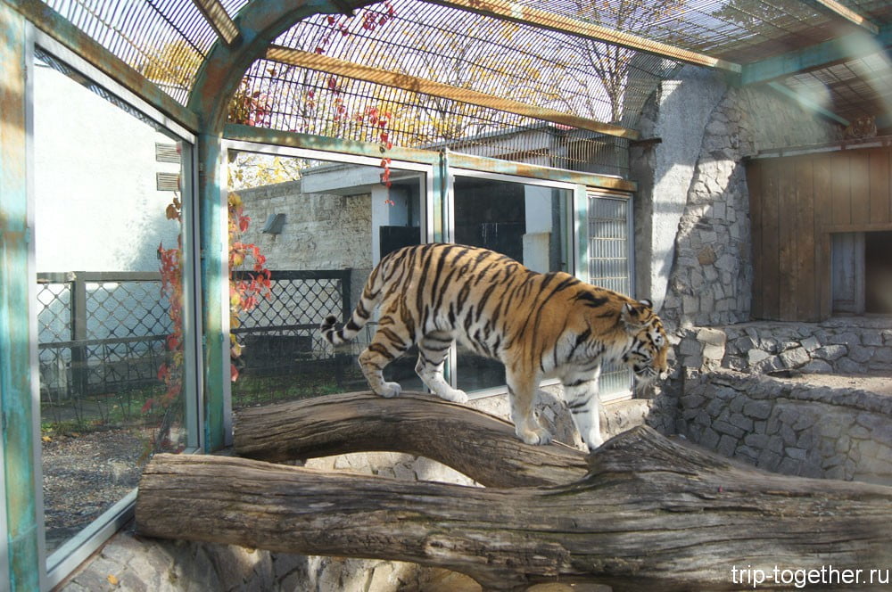 Обновленный вольер тигра в Ленинградском зоопарке