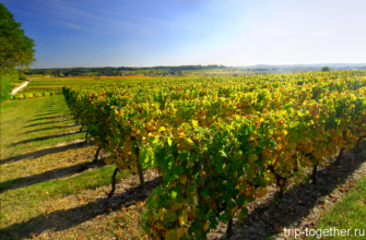 Виноградники Франции