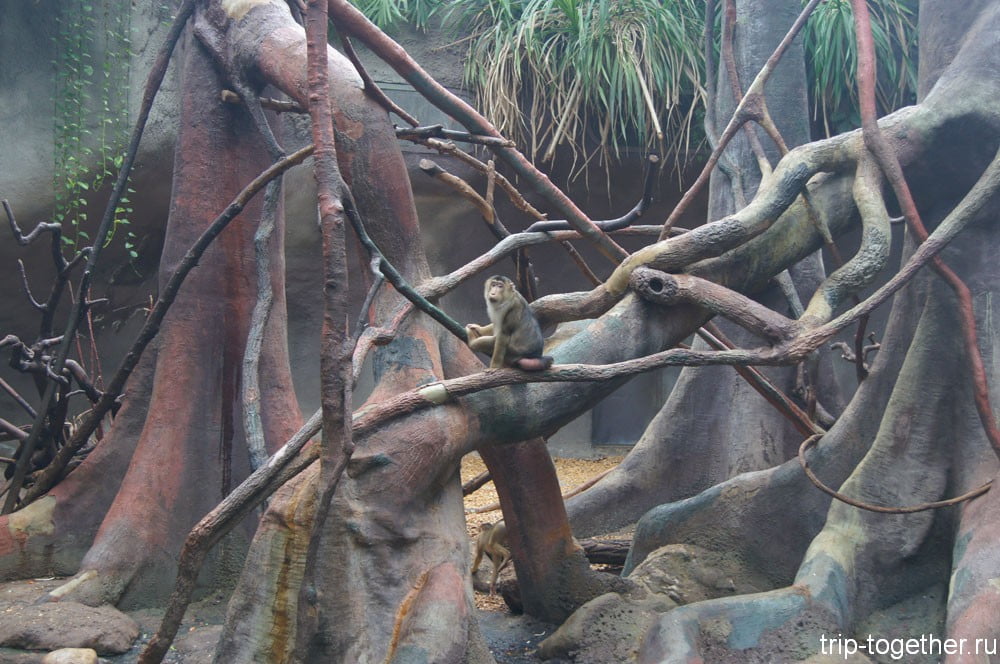 В вольере индонезийские тропики в пражском зоопарке