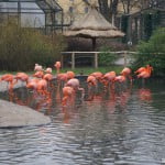 Фламинго в зоопарке Праги зимой