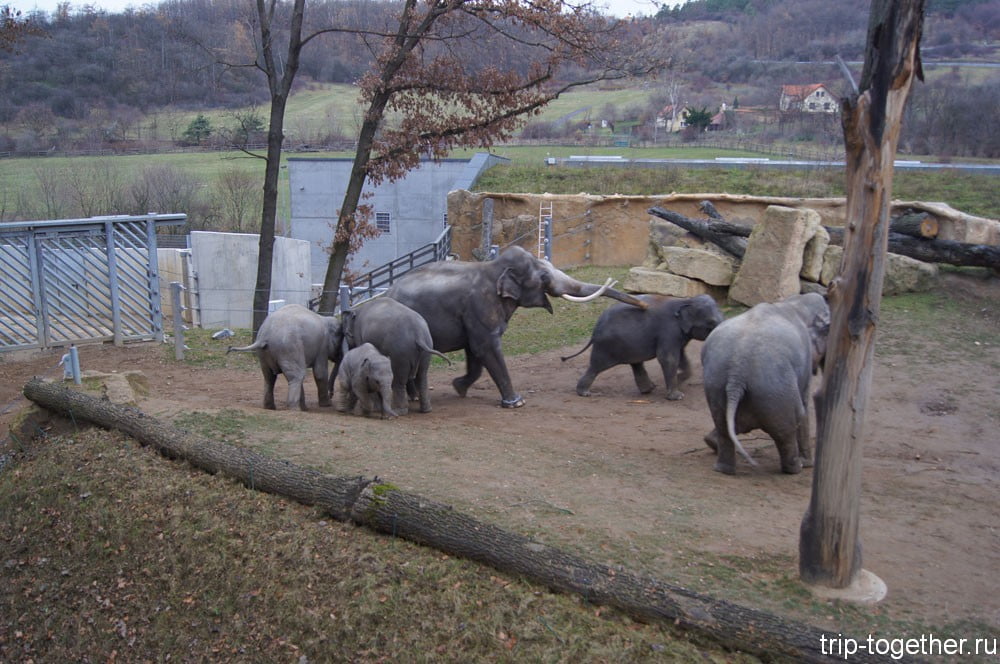 Слоны в зоопарке Праги