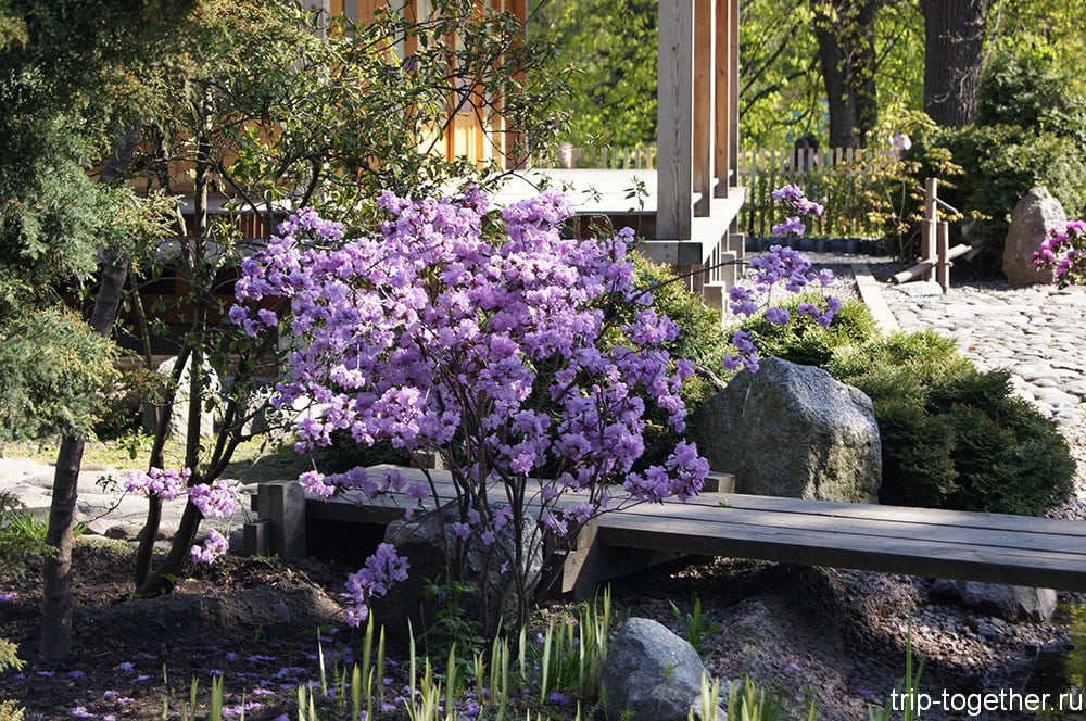 Ботанический сад Санкт-Петербурга - цветение сакуры