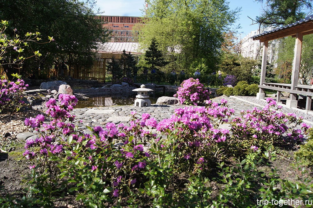 Ботанический сад Санкт-Петербурга - цветение сакуры
