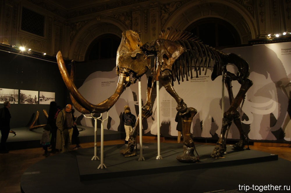 Музей естественной истории в Вене