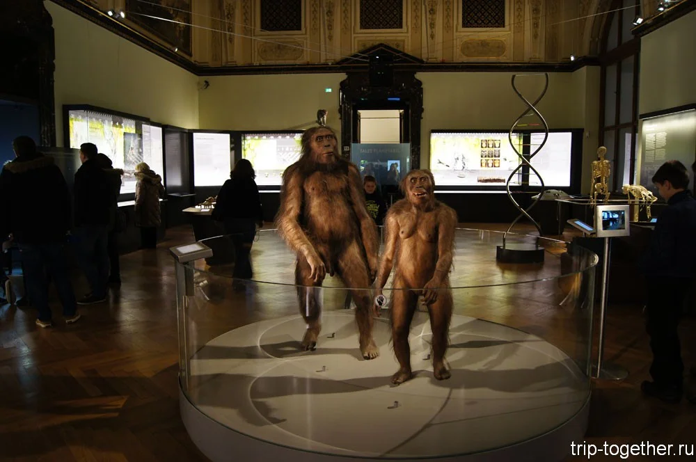 Музей естественной истории в Вене