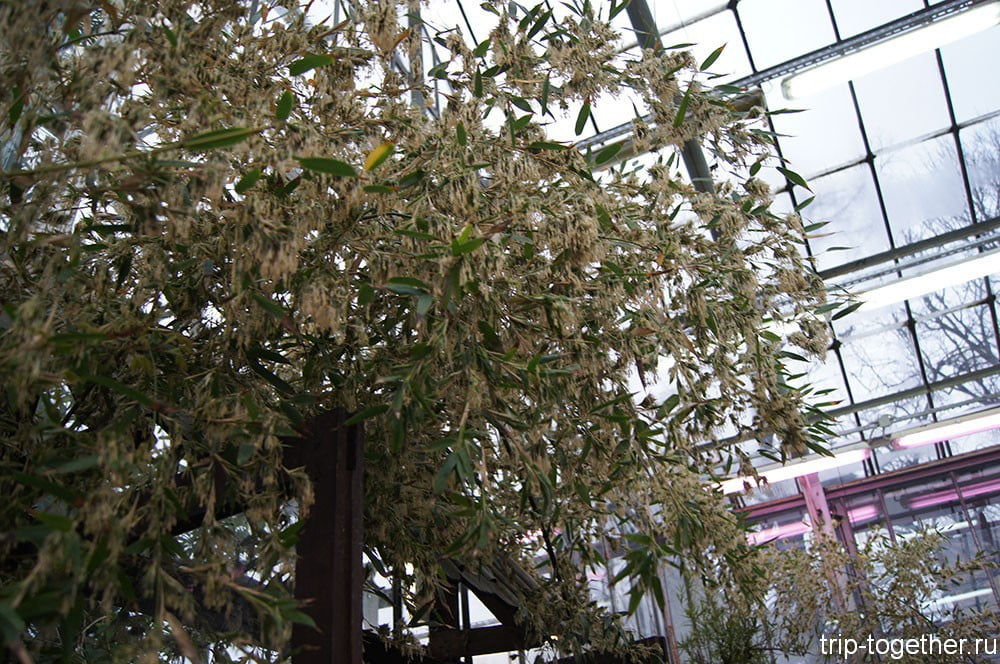 Цветущий бамбук в ботаническом саду Петербурга