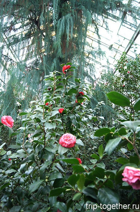 Камелии в ботаническом саду Санкт-Петербурга