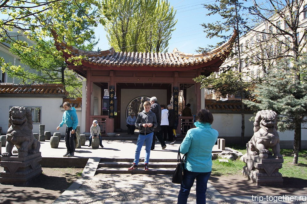 Сакура в китайском саду на Литейном проспекте