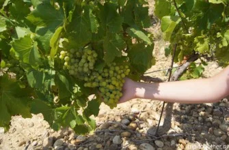Виноград в Испании. Пенедес