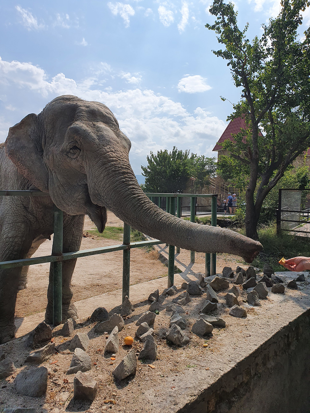 Слон в зоопарке Тайган