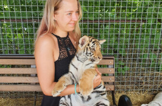 Фотосессия с тигрятами в зоопарке Тайган
