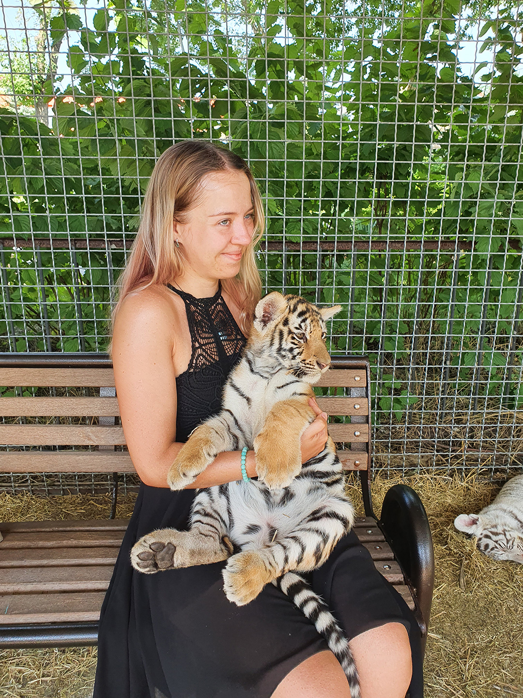 Фотосессия с тигрятами в зоопарке Тайган